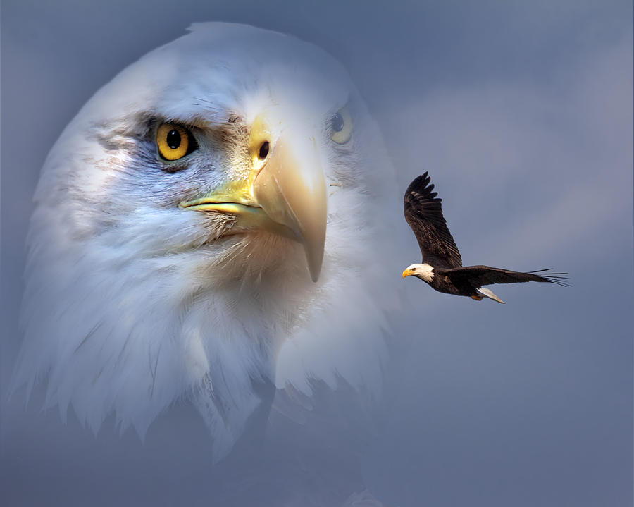 A bald eagle flying in front of the head of an eagle.